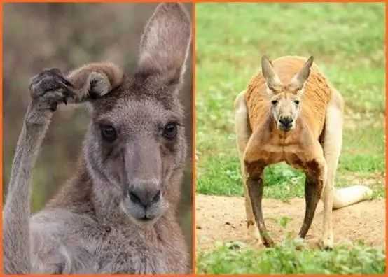 Australia: Eating Their National Treasure