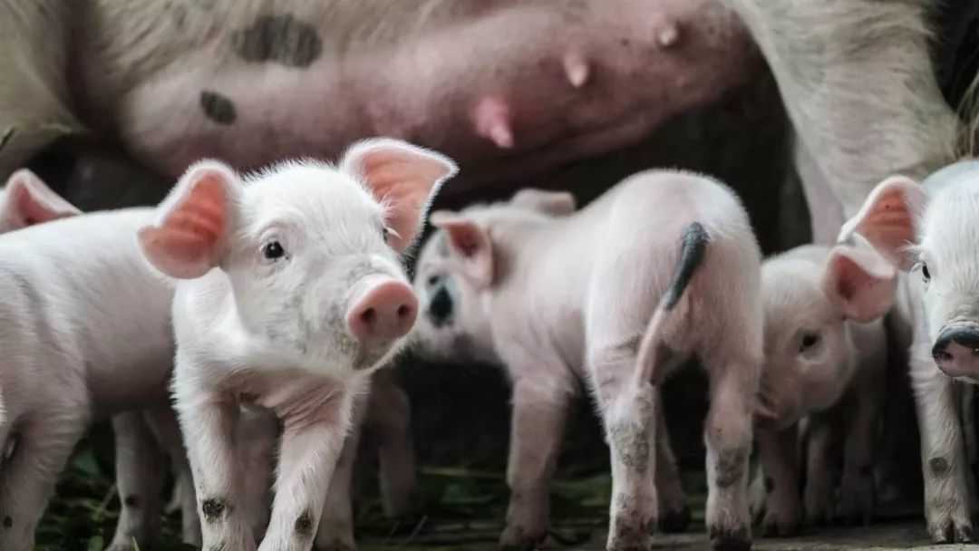 British Farmers Required to Provide Toys for Their Pigs