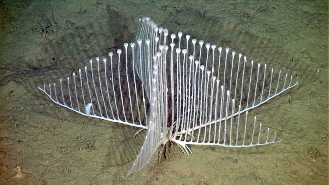 The Enigmatic Harp Sponge: A Carnivorous Wonder of the Deep