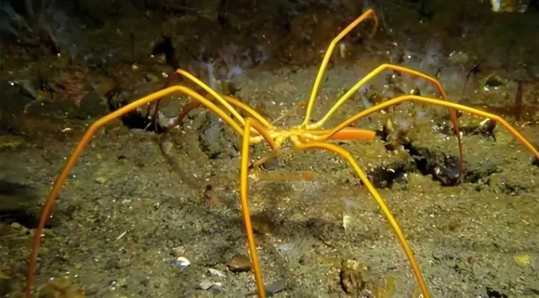 The Enigmatic Sea Spiders: Ancient Marine Wonders