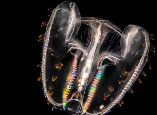 Comb Jellies: Mysterious Transparent Wonders of the Ocean