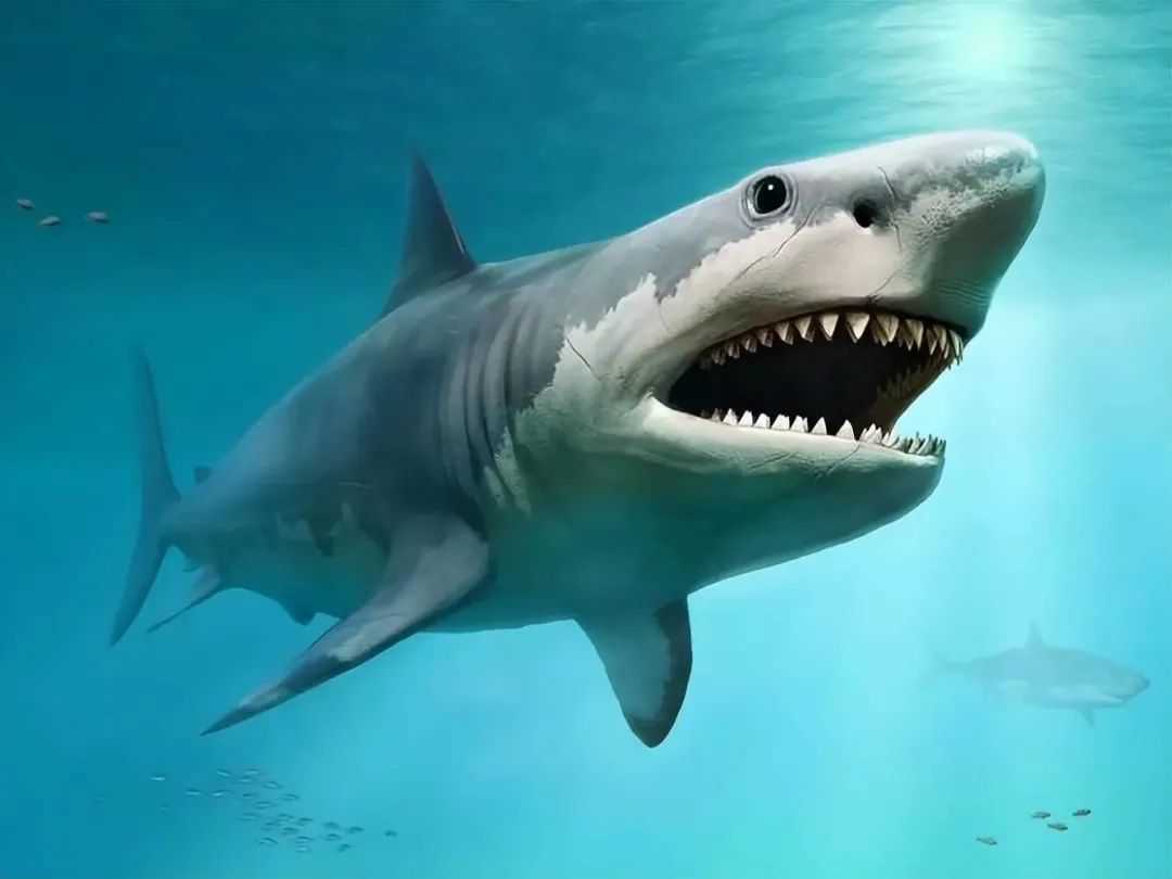 Megalodon: The Unmatched Apex Predator of Prehistoric Seas