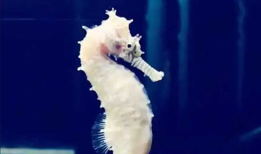 The Enchanting Sea Horses: Nature’s Miniature Marine Marvels