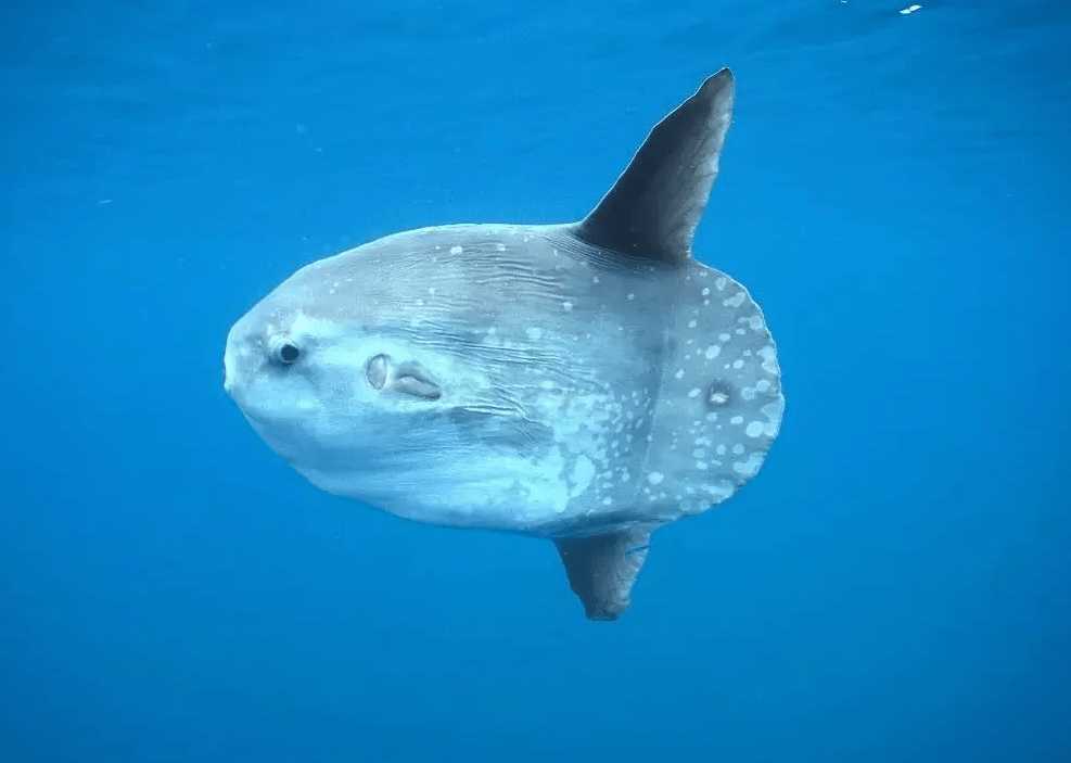 The Ocean's Laid - Back Giant: The Fascinating Sunfish
