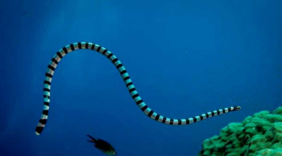 Sea Snakes: Elusive and Venomous Reptiles of the Ocean Depths