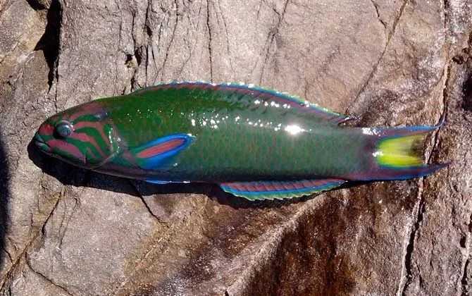 Choerodon schoenleinii: The Colorful "Blue Groper" of Indo-Pacific Waters