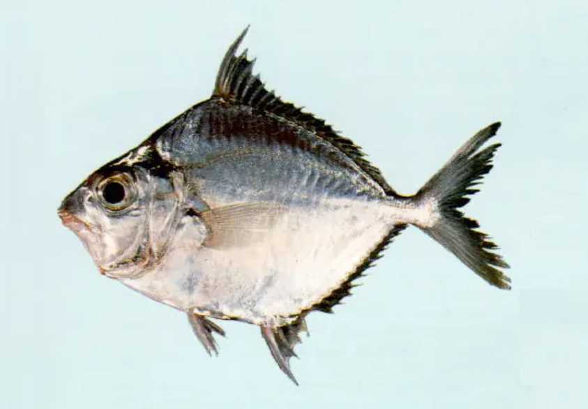 Leiognathus brevirostris: The Short-Snouted Ponyfish of Shallow Seas