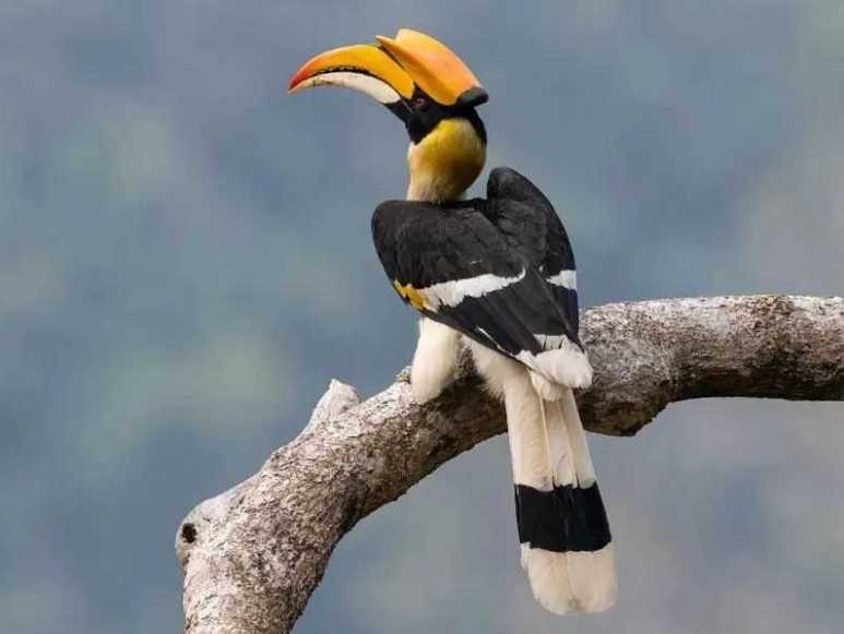 Pelecanus erythrorhynchos: The Magnificent American White Pelican of North America