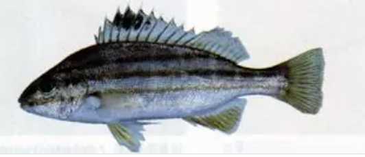 Pelates quadrilineatus: The Four-Banded Terapon of Tropical Waters