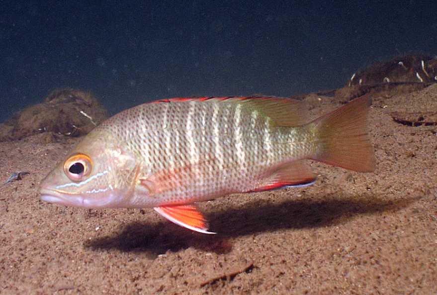 Lutjanus argentimaculatus: The Ruby Snapper of Tropical Shores