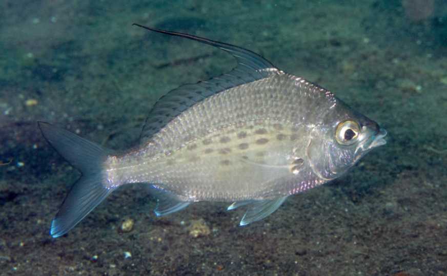 Gerres filamentosus: The Longspine Mojarra of Coastal Waters