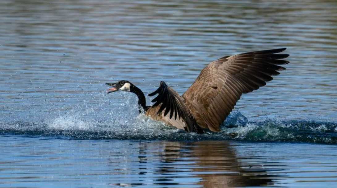 The Majestic Canada Goose: A Familiar Sight with a Complex Story