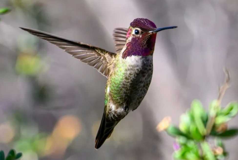 The Dazzling Anna's Hummingbird: A Tiny Marvel of the Americas