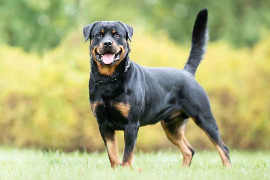 Exclusive: Rottweiler – The Loyal Guardian with a Complex Legacy