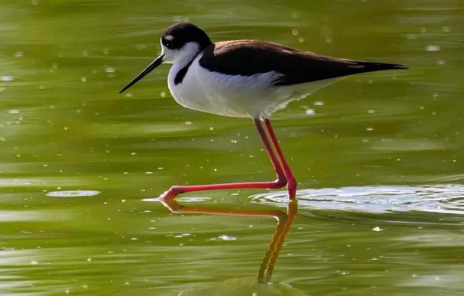 Black - Necked Stilt: Graceful Sentinel of the Wetlands