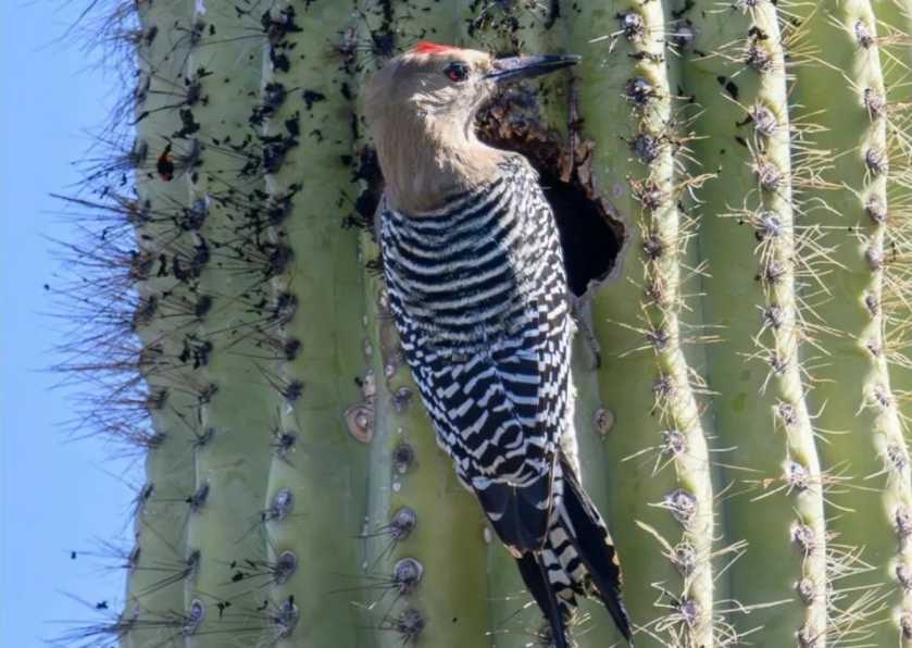 Gila Woodpecker: The Desert's Masterful Craftsman