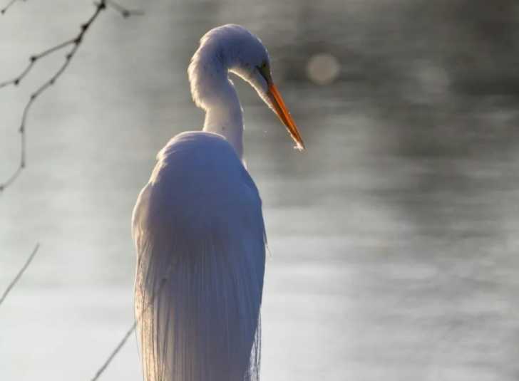 Great Egret: A Majestic Bird in the Natural World