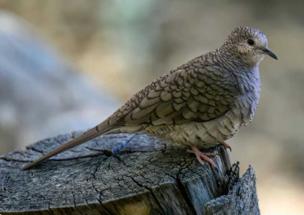 Inca Dove: A Graceful Resident of the Arid Lands