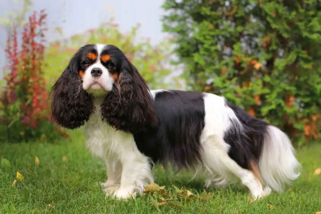 Beloved Cavalier King Charles Spaniel: A Royal Companion with Health Challenges