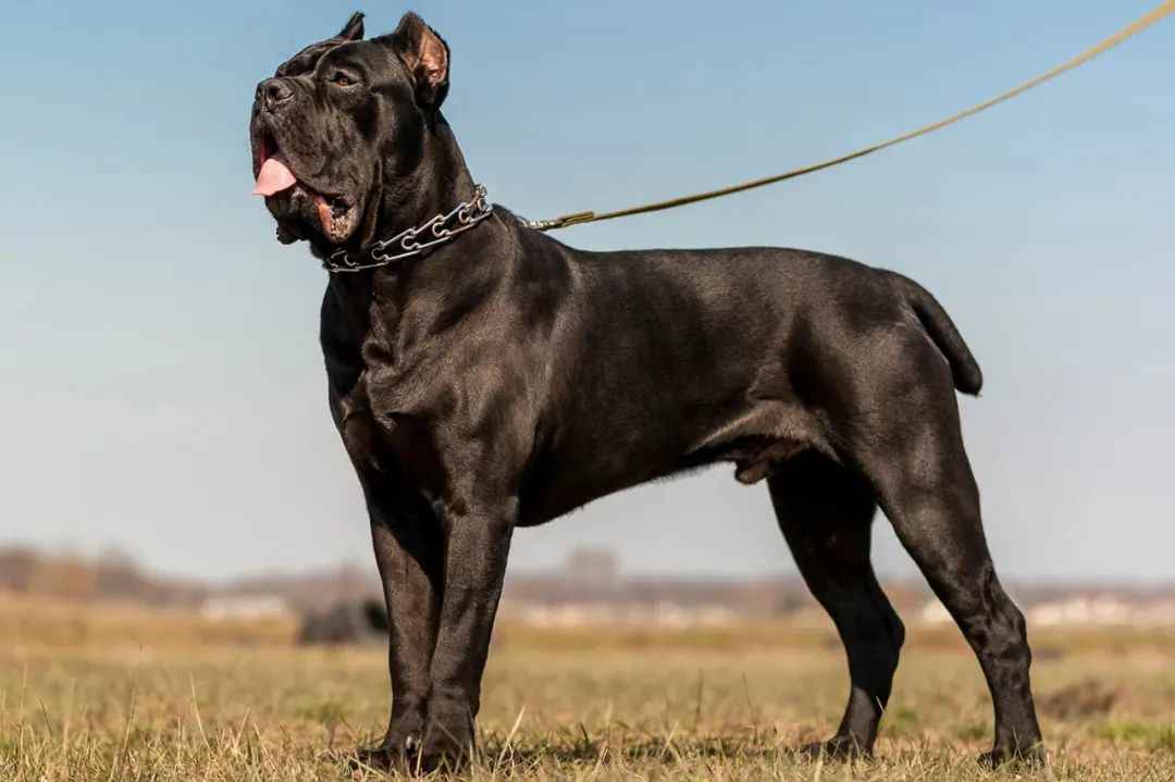 Exclusive Insight: The Cane Corso – A Definitive Guide to the Ultimate Guardian Dog