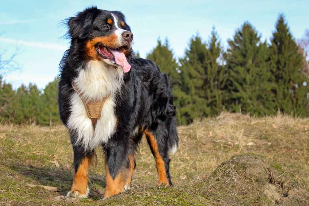 The Majestic Bernese Mountain Dog: A Blend of Brawn and Tenderness