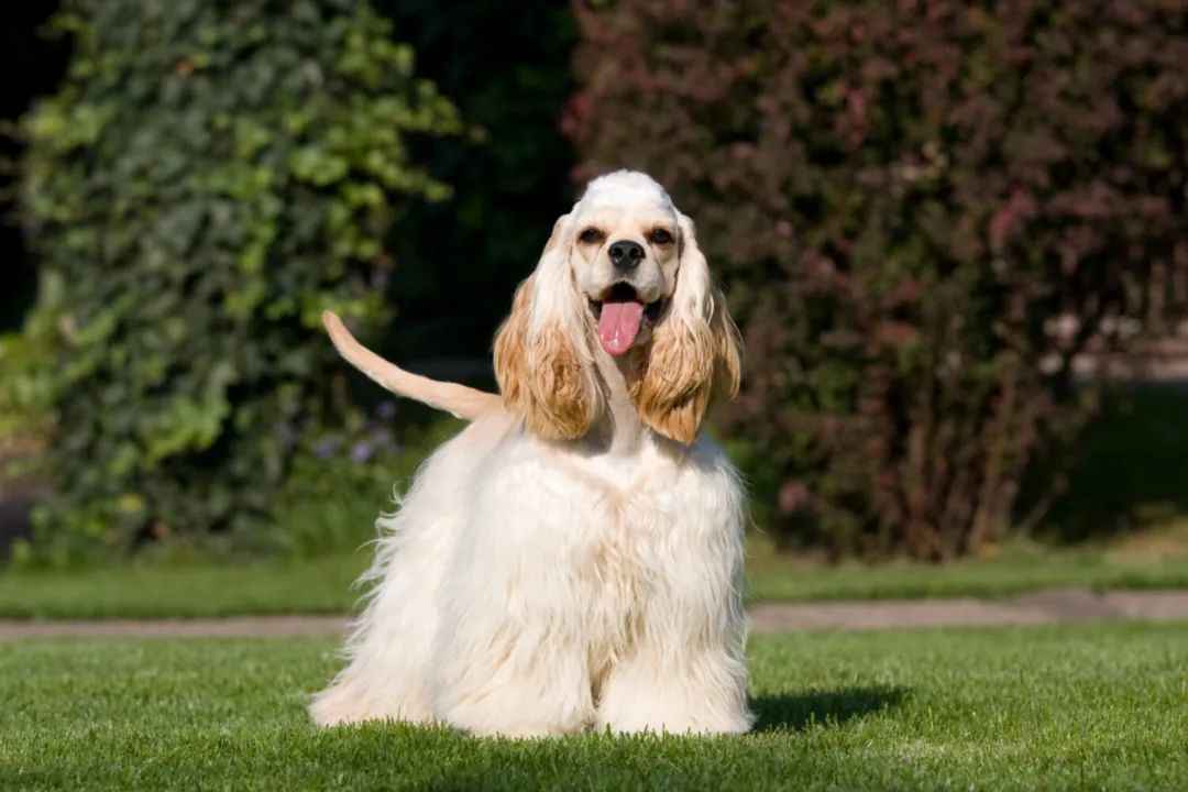 American Cocker Spaniel: The Adored Sporting Dog with a Loyal Heart