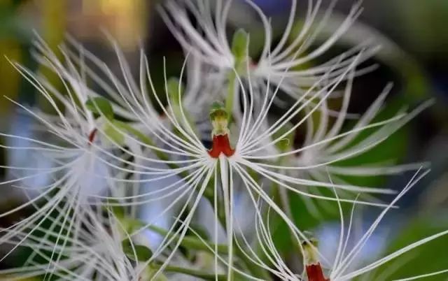 Mysterious Habenaria medusa: A Botanical Marvel Resembling Mythical Locks