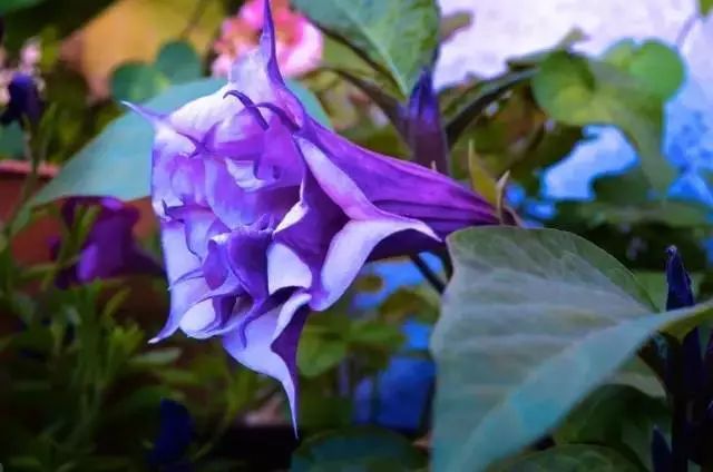 Alluring and Potentially Perilous Datura