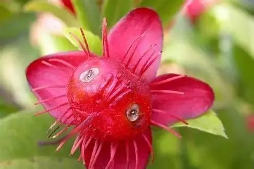 The Whimsical "Mickey Mouse Tree" Blossoms Amaze Nature Enthusiasts