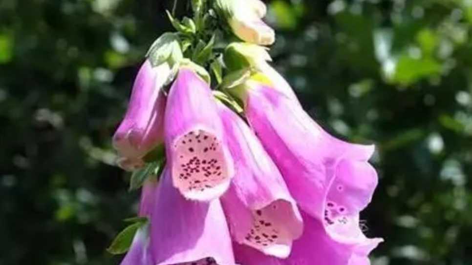 The Enigmatic Foxglove: A Botanical Beauty with Dual Nature