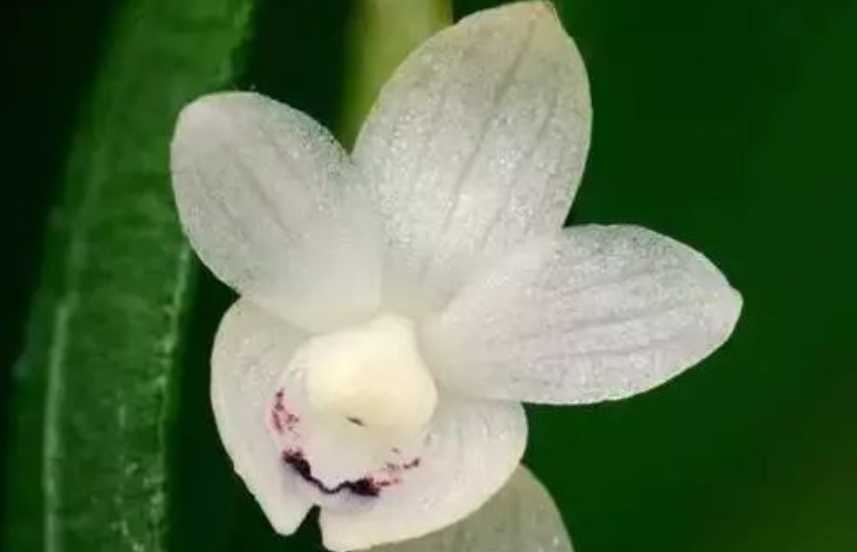 The Enchanting Prostrate Dendrobium: A Botanical Jewel of Orchidaceae