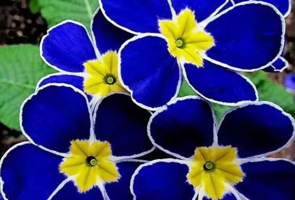 The Charming Primula: A Delightful Bloomer of the Plant World