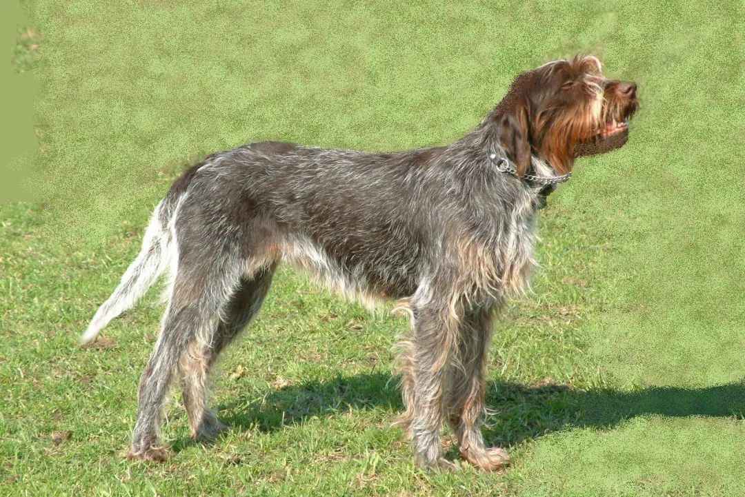 Versatile and Loyal: The Wirehaired Pointing Griffon – A Sporting Dog with Heart
