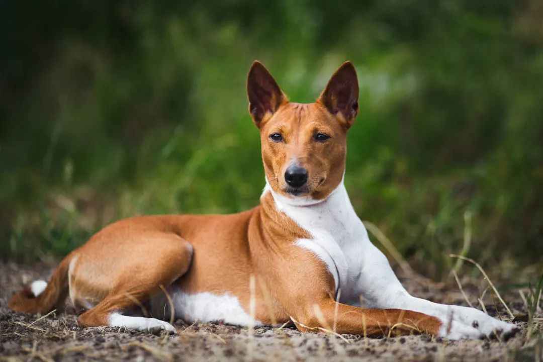 Mysterious Basenji: The Barkless Wonder from Africa