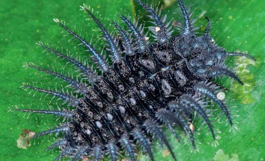 Spiky Larva of the False Ladybug Family Feeds on Fungi in Madagascar's Rainforests