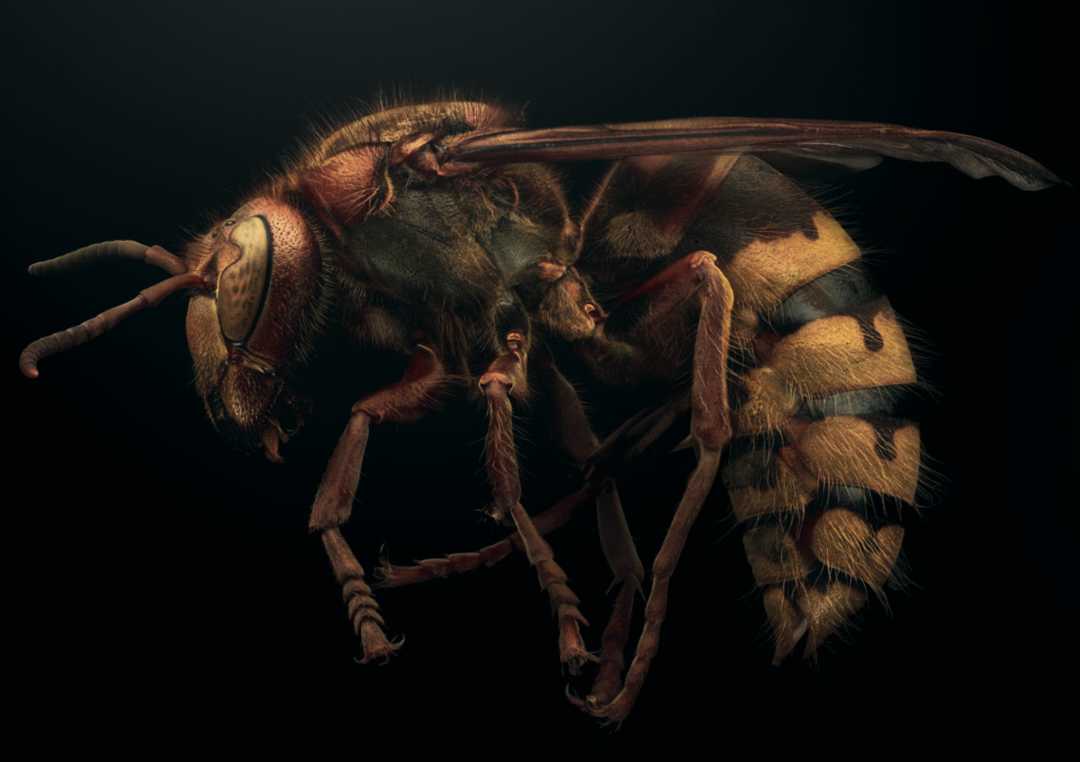 The Yellow - Bordered Hornet: A Wasp of Contrasting Fortunes