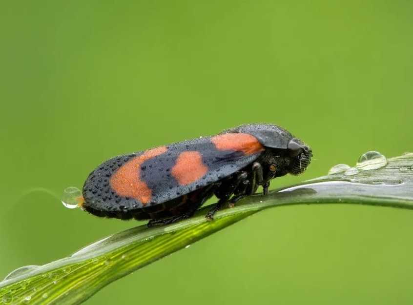 Spittlebugs: Nature's Mighty Jumpers and Foam - Nest Builders