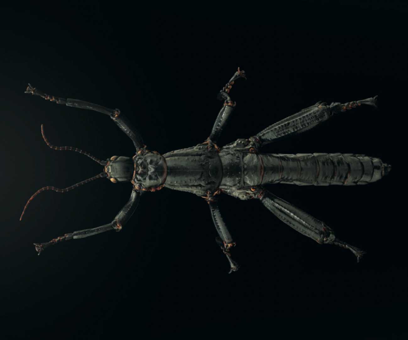 The Resilient Return of the Lord Howe Island Stick Insect