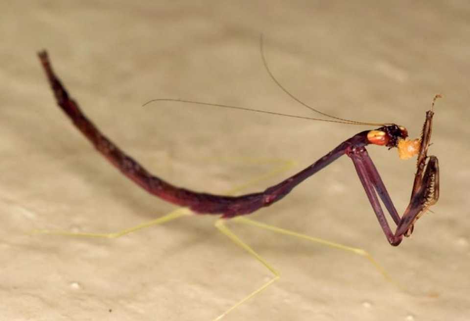 The Slender Stick Mantis of Borneo: A Peculiar Predator in the Mantid World
