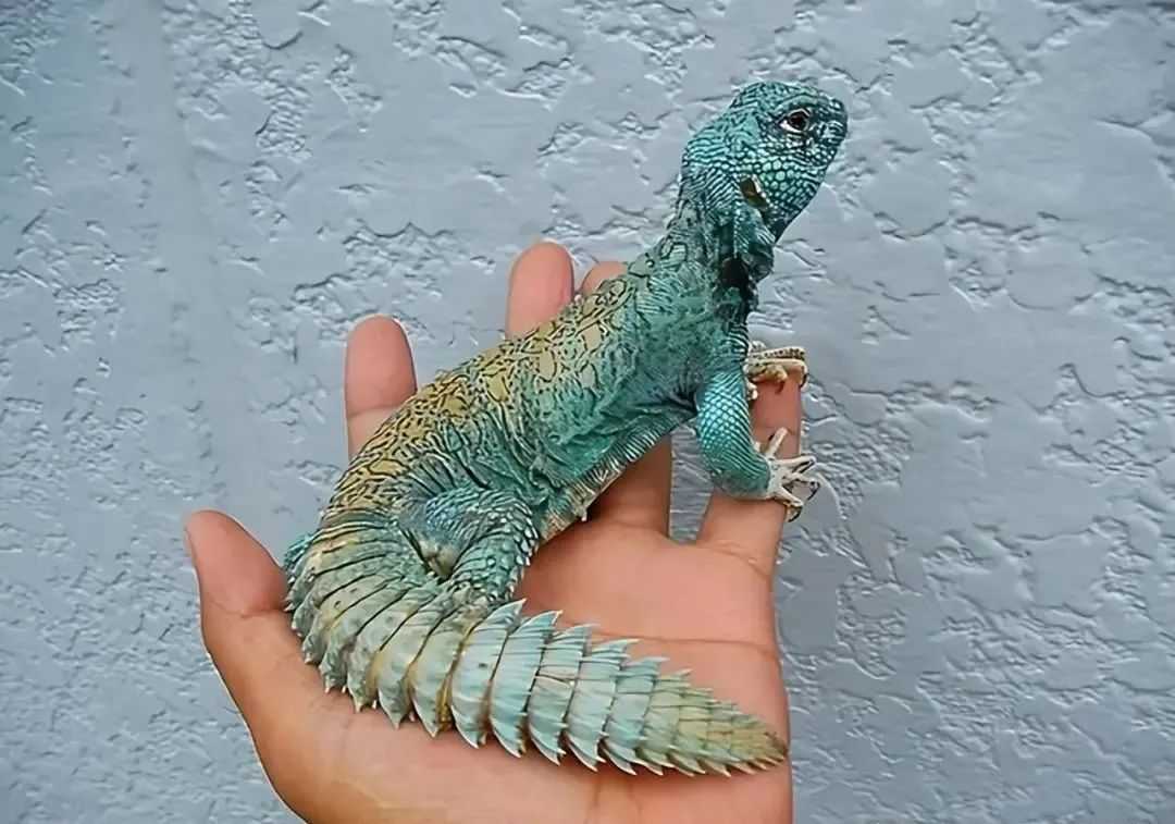 The "blue Arabian lizard" might refer to several species. Here are two possible candidates: