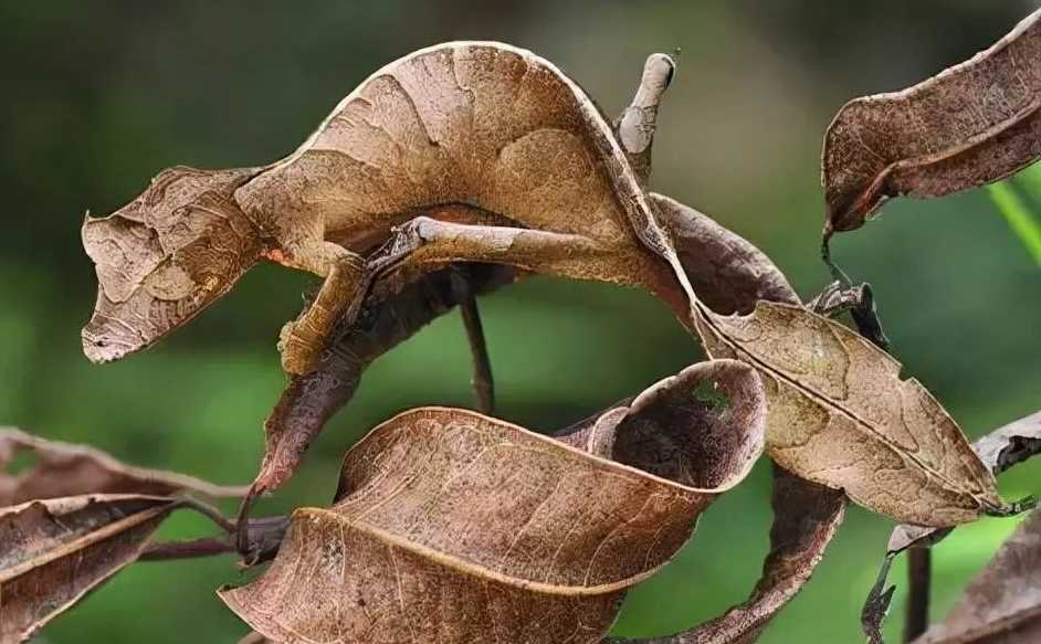 The Satanic Leaf-Tailed Gecko: A Master of Camouflage Named for Its Dead-Leaf Tail