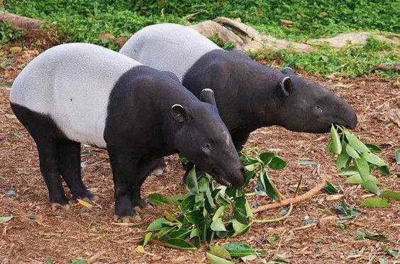The Malayan Tapir: Southeast Asia’s Elusive 'Living Fossil' with a Distinctive Black-and-White Coat