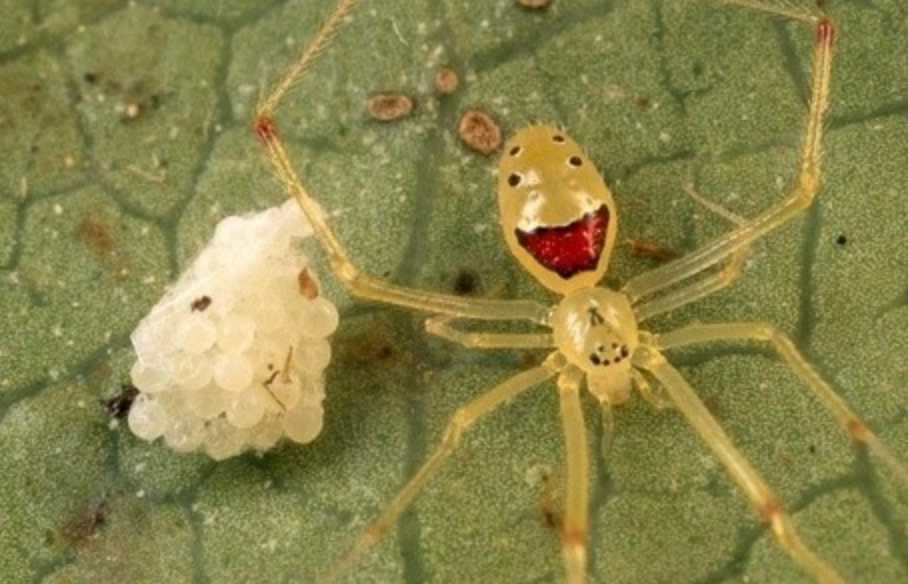The Happy Face Spider: Hawaii’s Cryptic Arthropod with a Smiling Survival Strategy