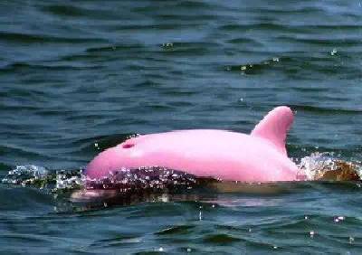 The Pink Bottlenose Dolphin: Nature’s Rare Blush-Hued Marine Marvel
