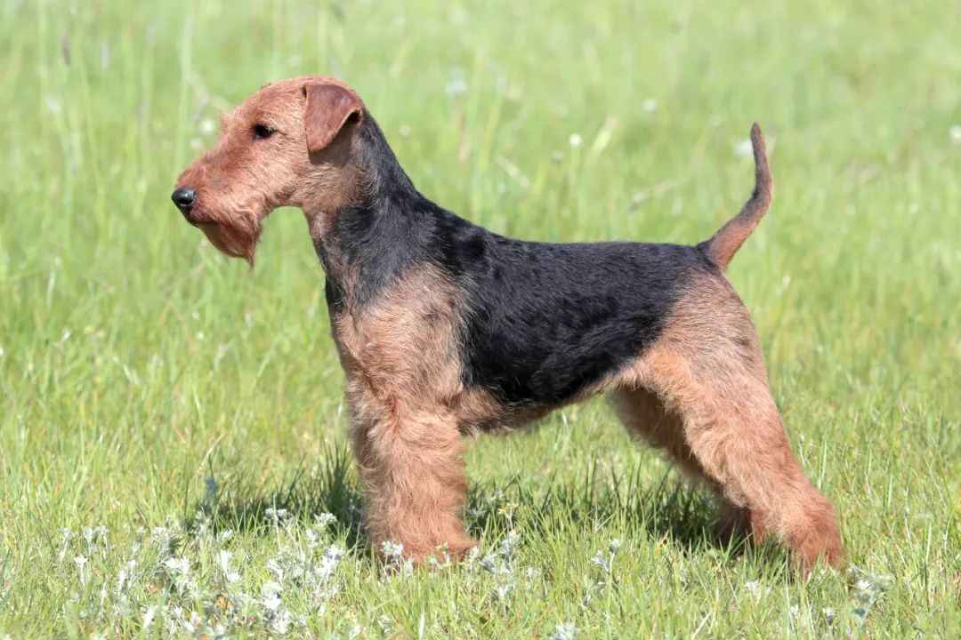 Discover the Loyal and Lively Welsh Terrier: A Complete Breed Guide