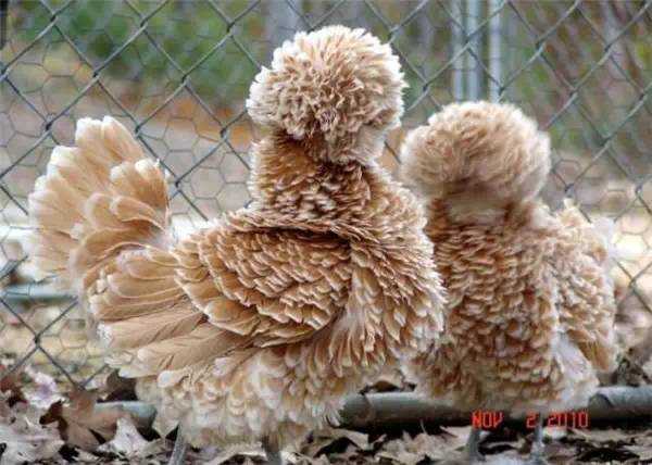 The Silkie Chicken: A Regal Ornamental Fowl with Luxurious Plumage