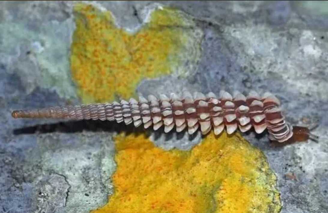 Cuba’s Enigmatic Callonia Snail: Scaled Funnel Shell Redefines Mollusk Morphology