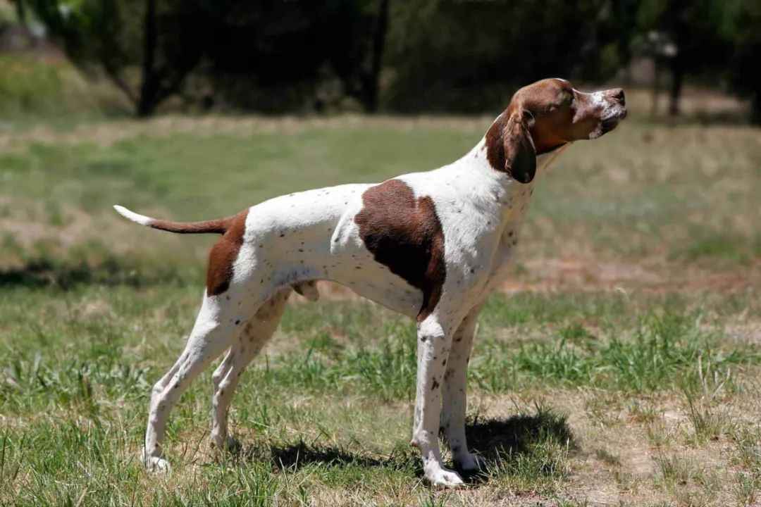 The English Pointer: A Legacy of Elegance and Expertise in Canine Hunting