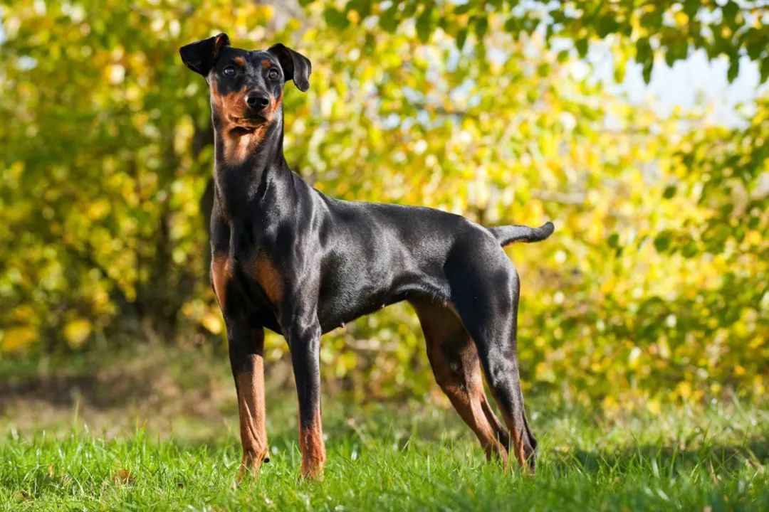 German Pinscher: A Legacy of Loyalty and Versatility