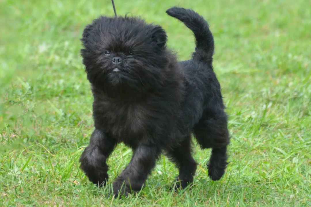 Meet the Affenpinscher: The Lovable 'Monkey Dog' with a Big Personality